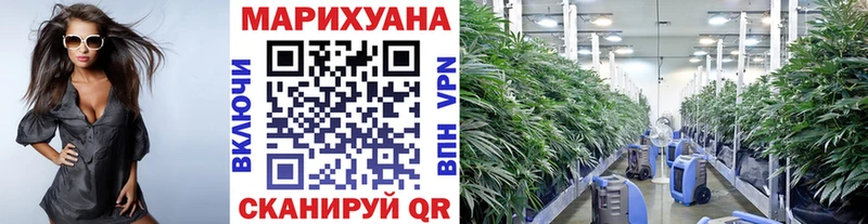 Конопля сатива  ссылка на мегу как войти  Щёлкино  как найти  